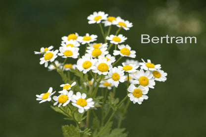 bertram-mit-schrift