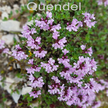 quendel-mit-schrift